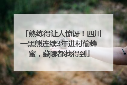 熟练得让人惊讶！四川一黑熊连续3年进村偷蜂蜜，藏哪都找得到