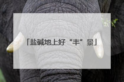盐碱地上好“丰”景