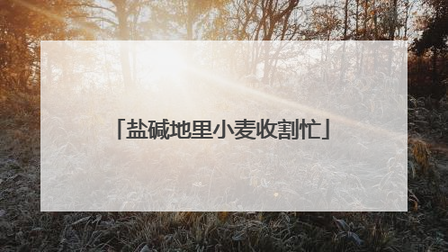 盐碱地里小麦收割忙