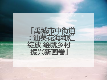 禹城市中街道：油葵花海绚烂绽放 绘就乡村振兴新画卷