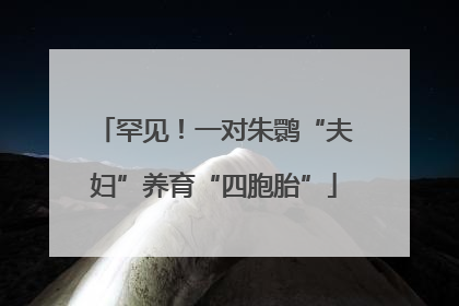 罕见！一对朱鹮“夫妇”养育“四胞胎”