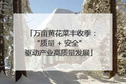 万亩黄花菜丰收季：“质量 + 安全” 驱动产业高质量发展
