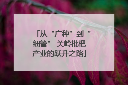 从“广种”到“细管” 关岭枇杷产业的跃升之路