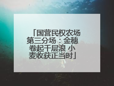 国营民权农场第三分场：金穗卷起千层浪 小麦收获正当时