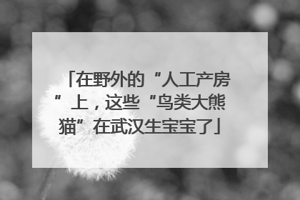 在野外的“人工产房”上，这些“鸟类大熊猫”在武汉生宝宝了