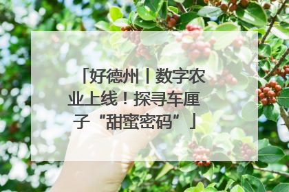 好德州丨数字农业上线！探寻车厘子“甜蜜密码”