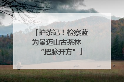 护茶记！检察蓝为景迈山古茶林 “把脉开方”
