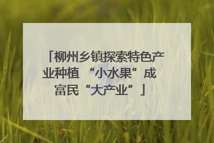柳州乡镇探索特色产业种植 “小水果”成富民“大产业”
