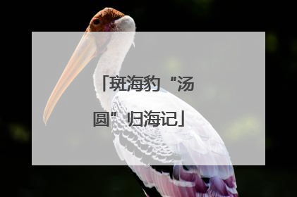 斑海豹“汤圆”归海记