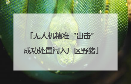 无人机精准“出击” 成功处置闯入厂区野猪