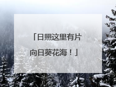 日照这里有片向日葵花海！