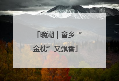 晚潮｜畲乡“金枕”又飘香