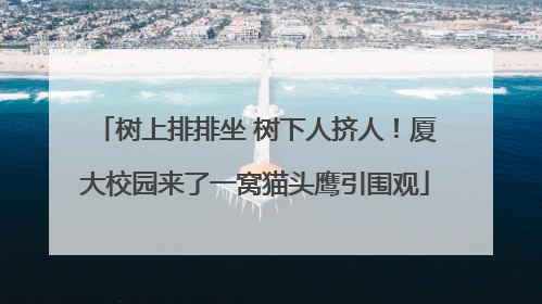 树上排排坐 树下人挤人！厦大校园来了一窝猫头鹰引围观