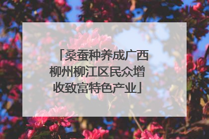 桑蚕种养成广西柳州柳江区民众增收致富特色产业