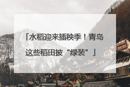 水稻迎来插秧季！青岛这些稻田披“绿装”