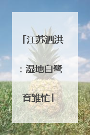 江苏泗洪：湿地白鹭育雏忙