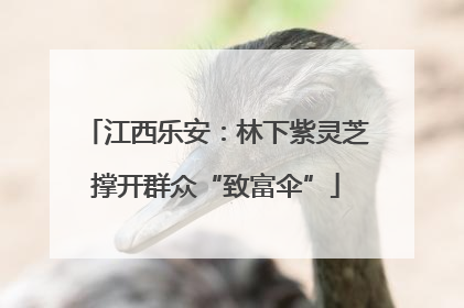 江西乐安：林下紫灵芝撑开群众“致富伞”