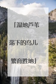 湿地芦苇荡下的鸟儿繁育胜地