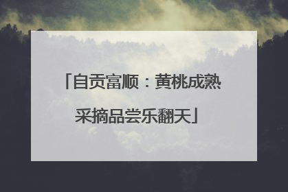 自贡富顺：黄桃成熟 采摘品尝乐翻天
