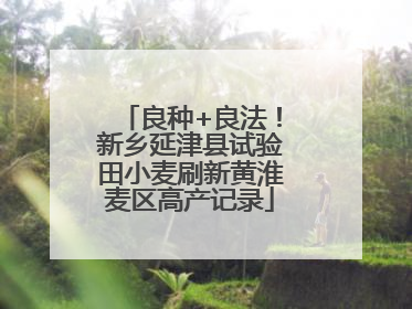 良种+良法！新乡延津县试验田小麦刷新黄淮麦区高产记录