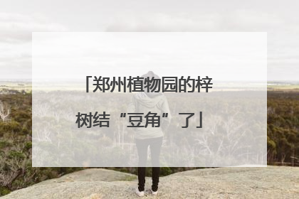 郑州植物园的梓树结“豆角”了