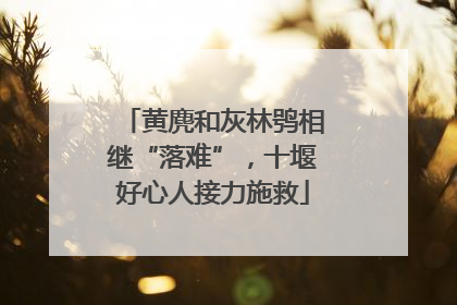 黄麂和灰林鸮相继“落难”，十堰好心人接力施救