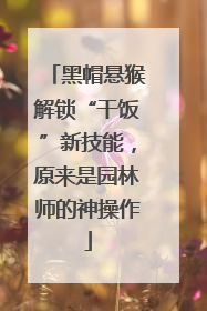 黑帽悬猴解锁“干饭”新技能，原来是园林师的神操作